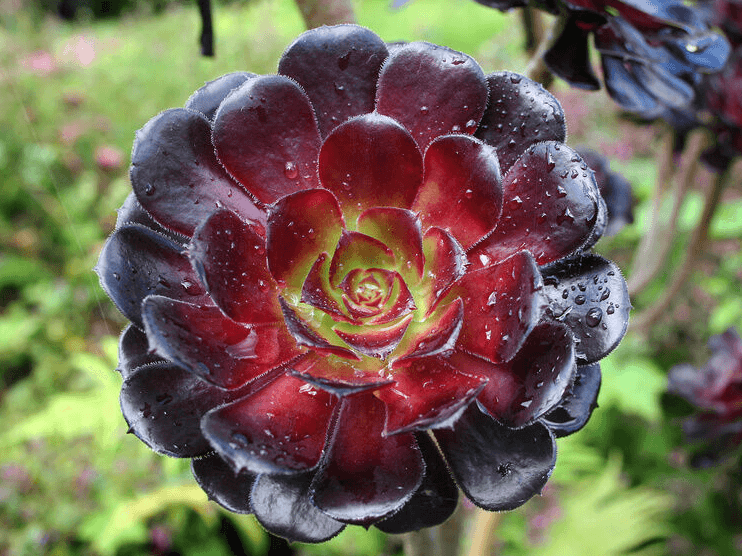 Los principales simbolos de Marruecos